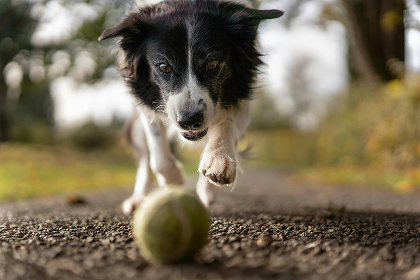 Dog's funny story