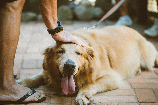 Symbols of dogs in different cultures