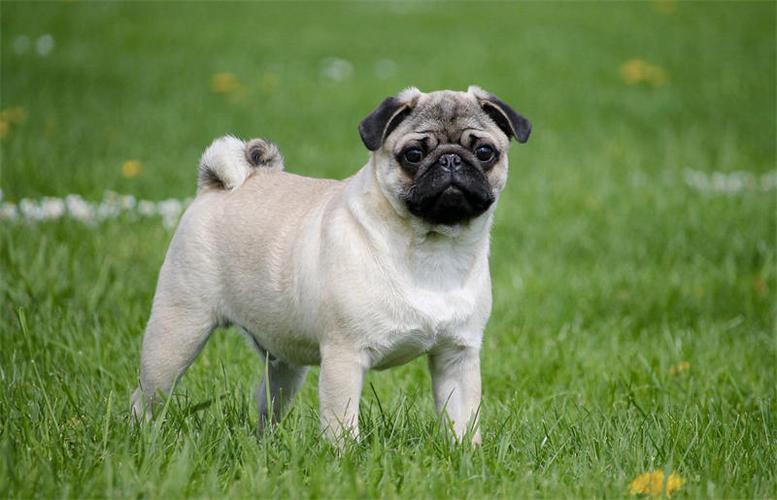 Learn about a Dog Every Day - Pug