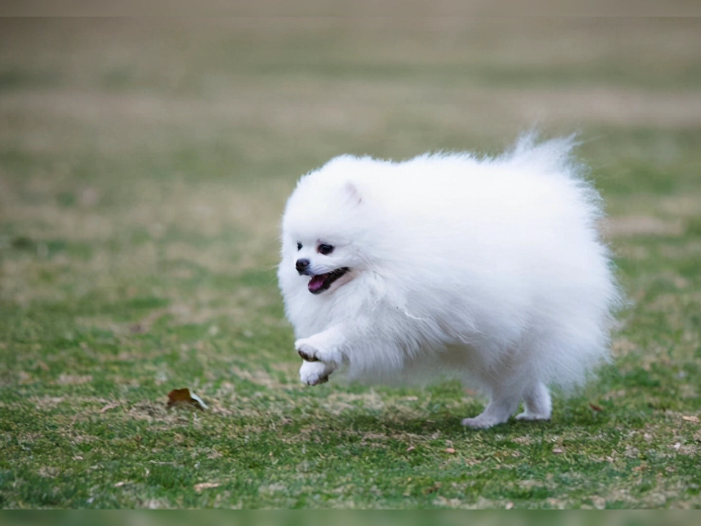 Learn about a Dog Every Day - Pomeranian