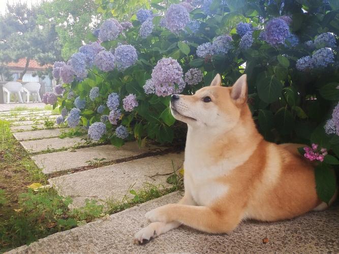 Learn about a Dog Every Day - Shiba Inu