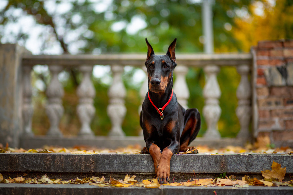 Learn about a Dog Every Day - The Doberman Pinscher