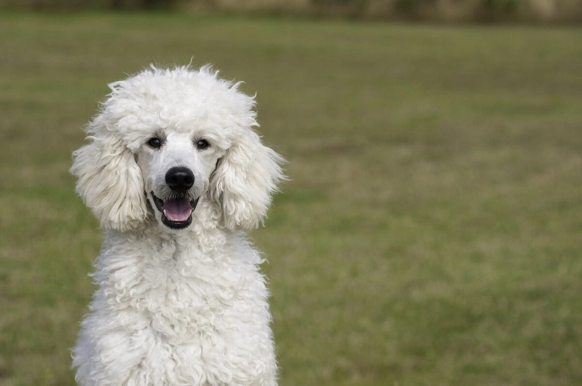 Learn about a Dog Every Day - Poodle