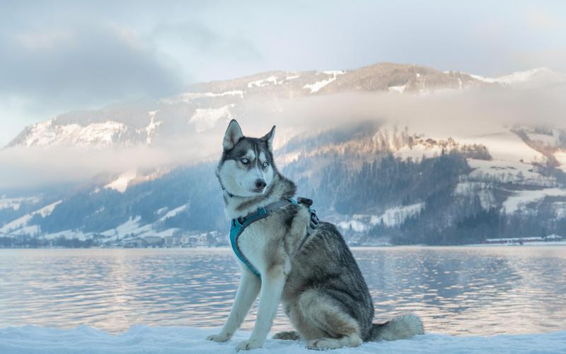 Learn about a Dog Every Day - The Siberian Sled Dog(Husky)