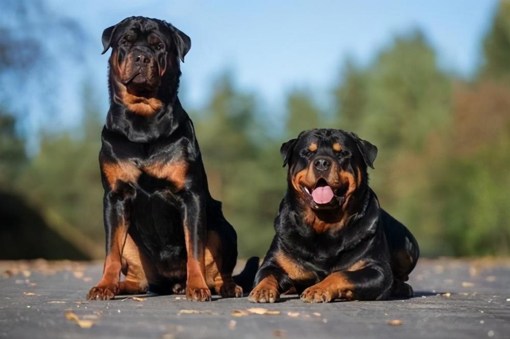 Learn about a Dog Every Day - Rottweiler