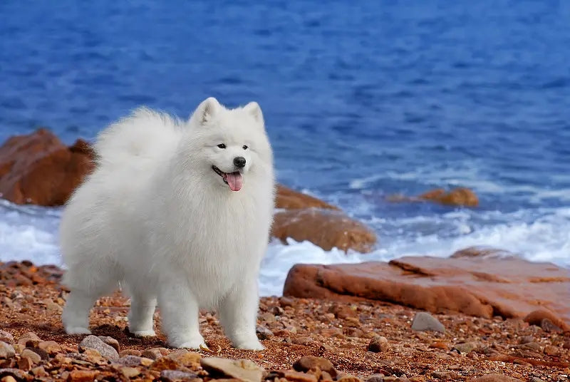 Learn about a Dog Every Day - Samoyed