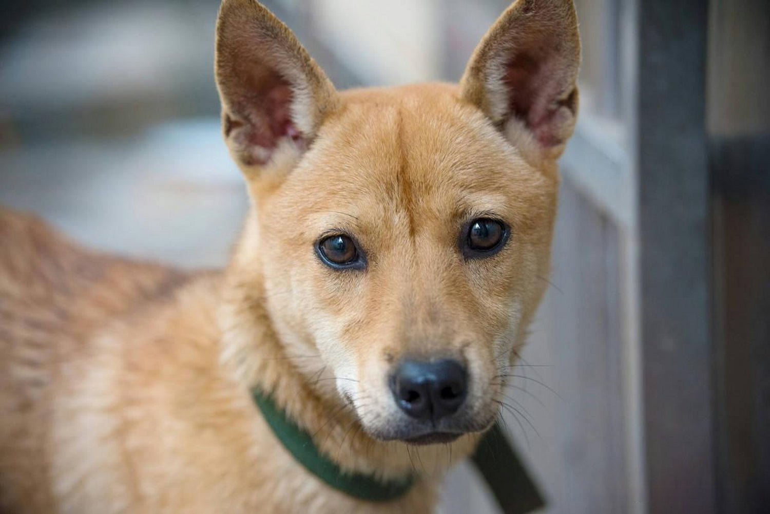 Learn about a Dog Every Day - Chinese Village Dog