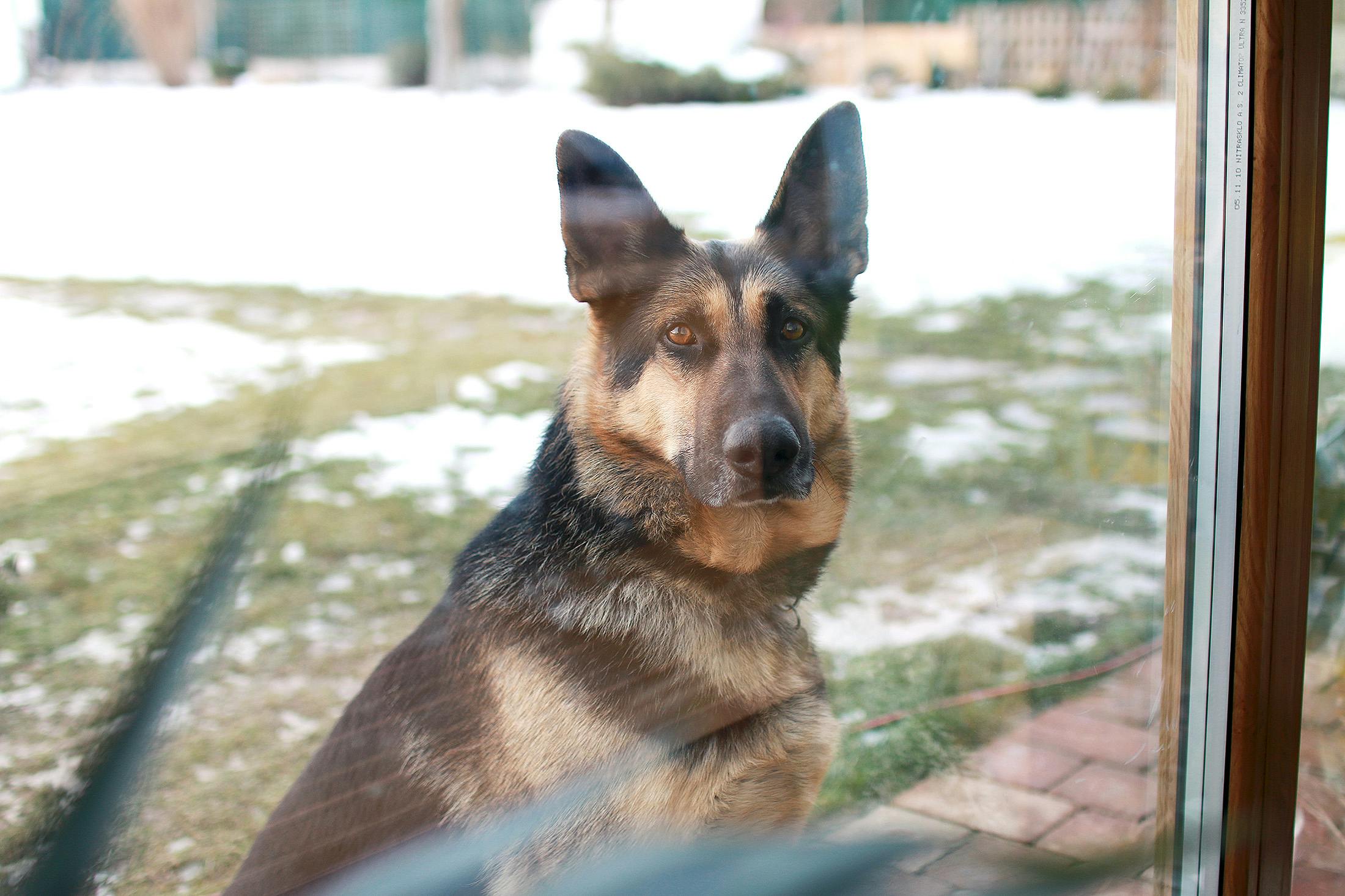 Learn about a Dog Every Day - The German Shepherd