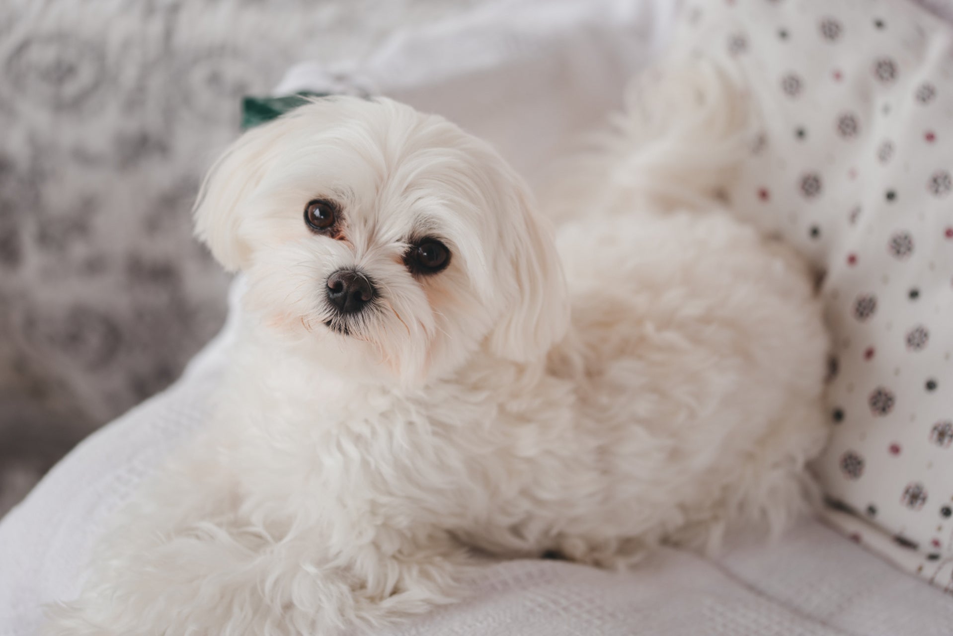 Learn about a Dog Every Day - Maltese