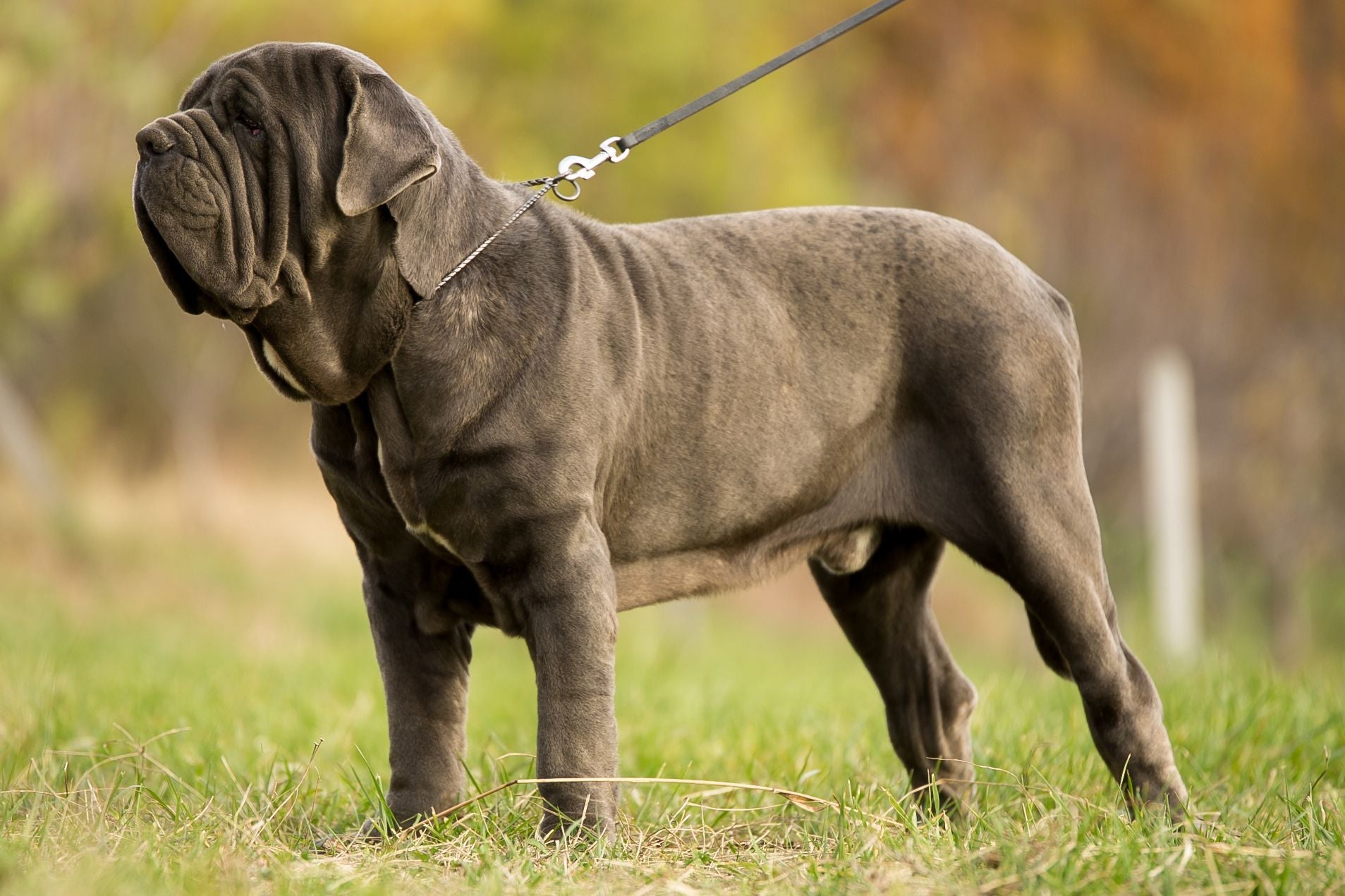 Learn about a Dog Every Day - The Neapolitan Mastiff