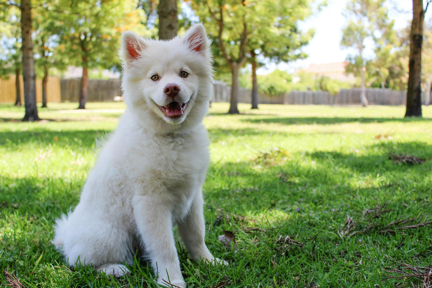 Regular Checkups for Daily Care of Dogs