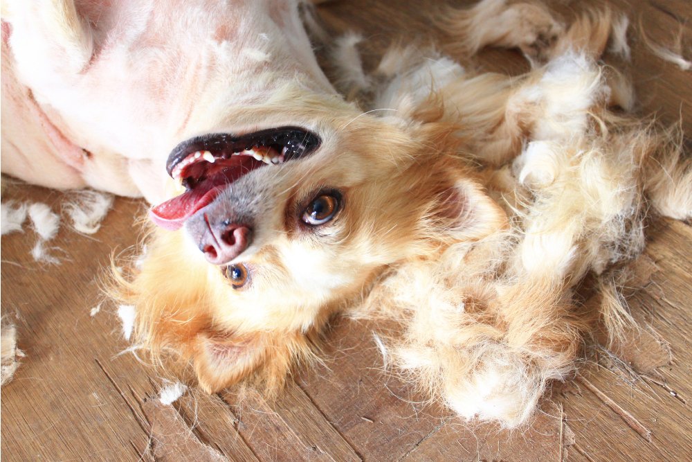 A Guide to Handling Summer Hair Loss in Dogs - DBDD