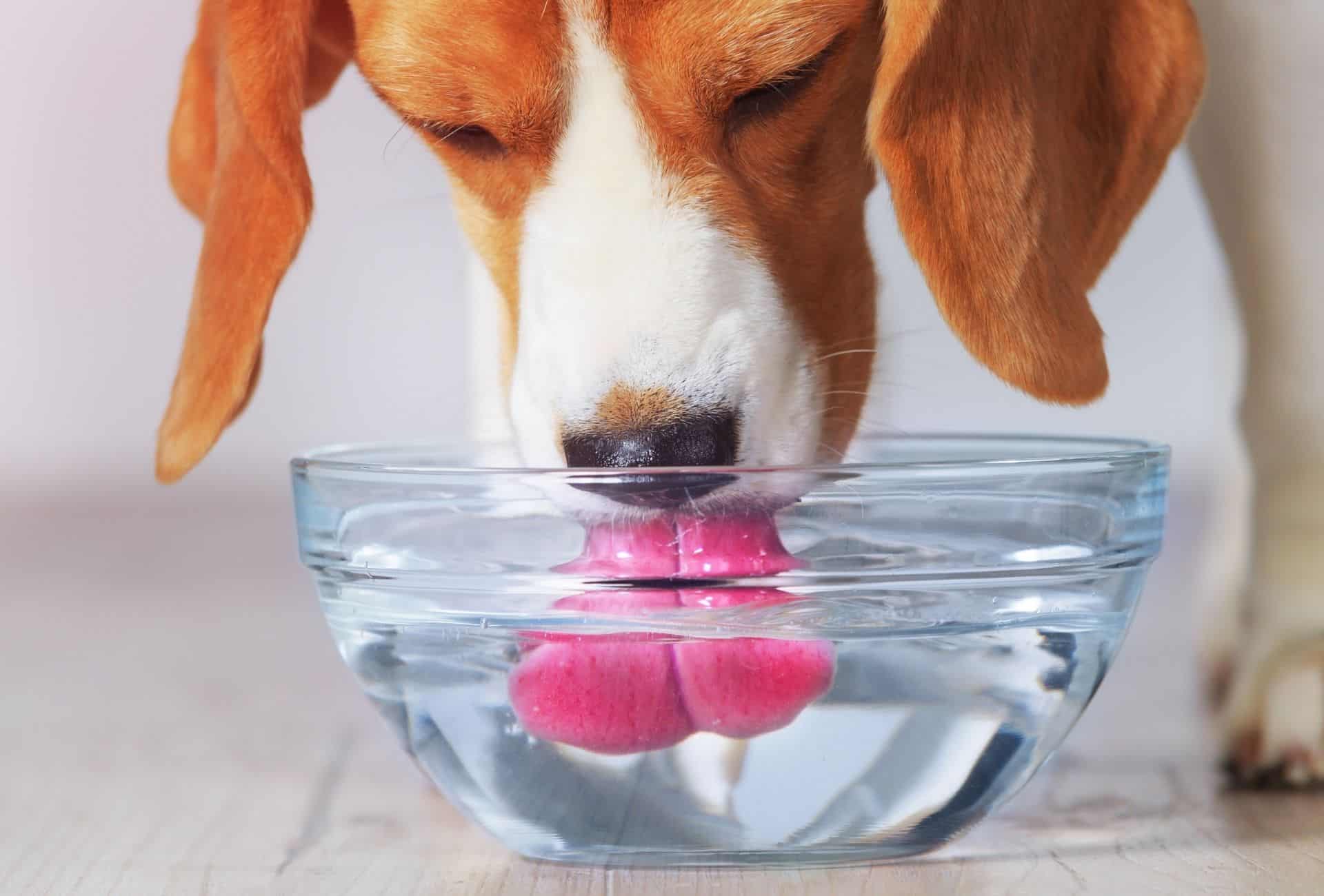 How Should Dogs Drink Water for Optimal Health? - DBDD